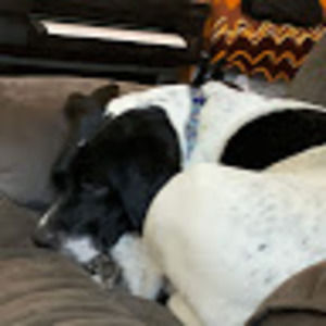 Meet your Posher, Lacy